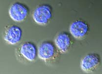 Human Regulatory T-Cells